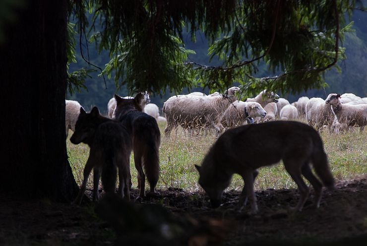 drei Wölfe stehen am Waldrand mit Blich auf eine Schafherde