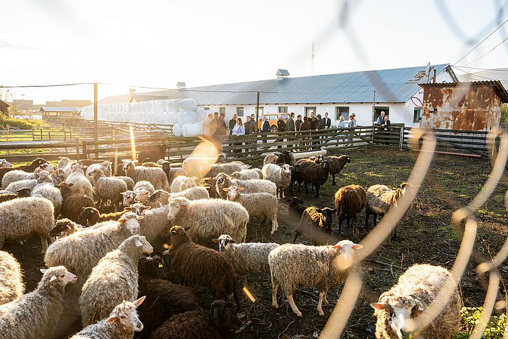 Bild eines regionalen Schafzuchtbetriebs.