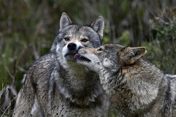 zwei Wölfe berühren sich mit ihren Schnauzen