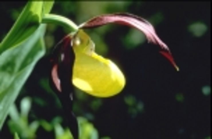 Orchidee (Cypripedium calceolus)