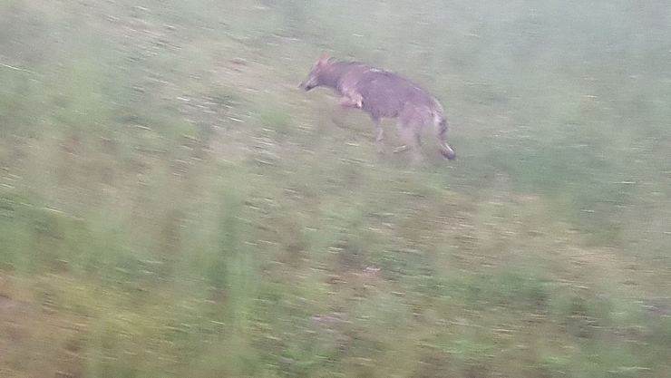 Im Gemeindegebiet von Bruck a. Z. wurde ein Wolf fotografiert