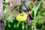 © Land Tirol/Abt. Umweltschutz Orchidee (Cypripedium calceolus)