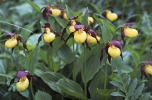 © Land Tirol/Abt. Umweltschutz Orchidee (Cypripedium calceolus)