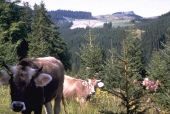 © Land Tirol/Gruppe Forst Kühe auf der Waldweide