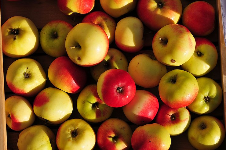Im Rahmen der KLAR! Kaunergrat wurden alte, klimawandelangepasste Apfelsorten, darunter Raritäten wie die „Steirische Schafnase“, die „Goldparmäne“ oder den „Kalterer Böhmer“ angebaut. 