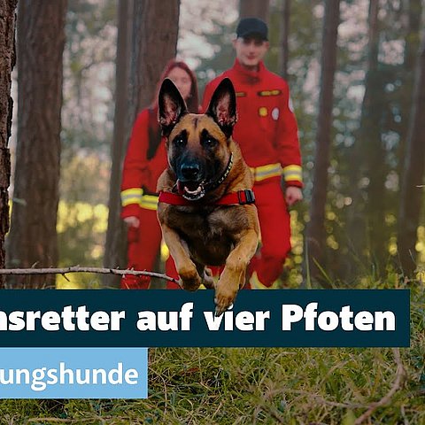 Lebensretter auf vier Pfoten Rettungshunde