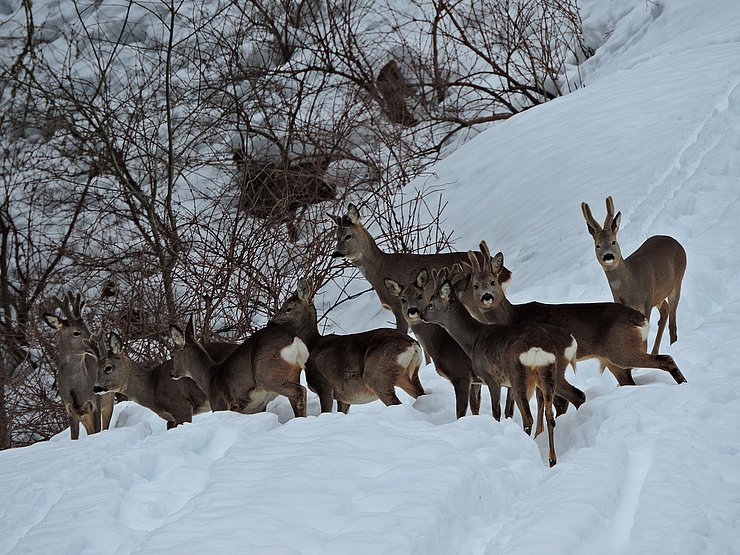 © Benedikt Kolp ein Rudel Rehe im tief verschneiten Winterwald auf dem Weg zur Fütterung
