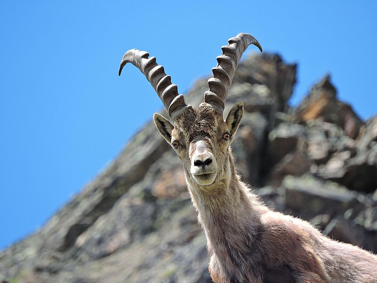 ein junger Steinbock im Vordergrund knapp vor dem steinigen Berggipfel