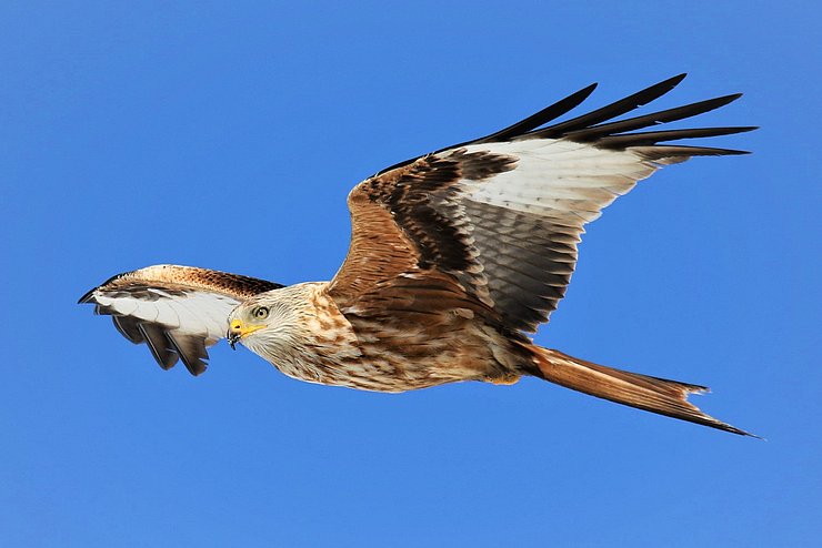 Fliegender Rotmilan vor blauem Himmel. 