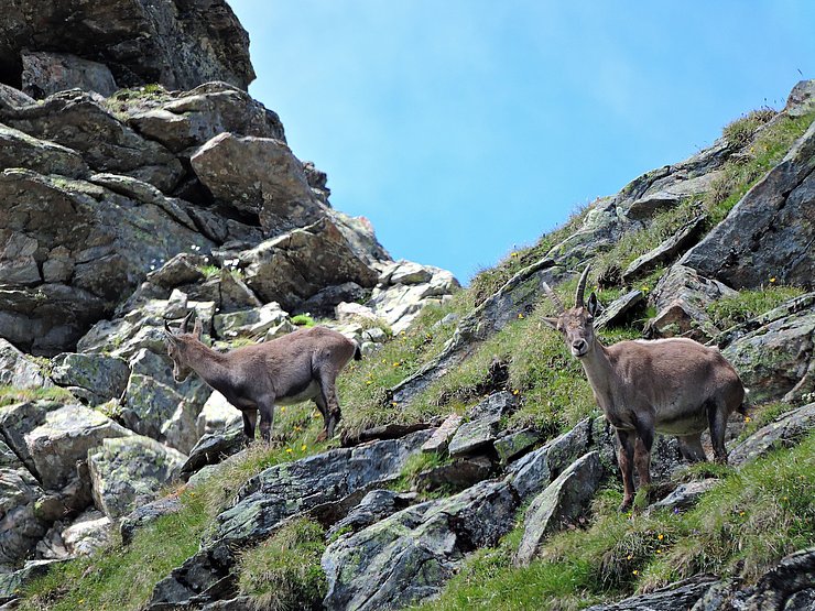 © Benedikt Kolp eine alte Steingeiß mit Steinbockjährling im zerklüfteten Felsgestein