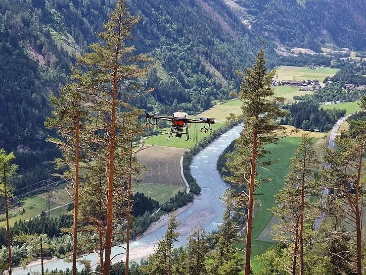 Drohe fliegt über Baumgipfel