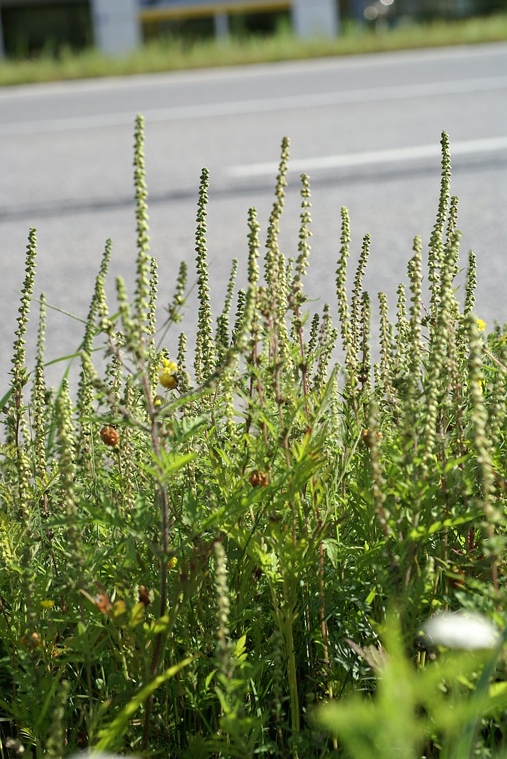 Ambrosia artemisiifolia