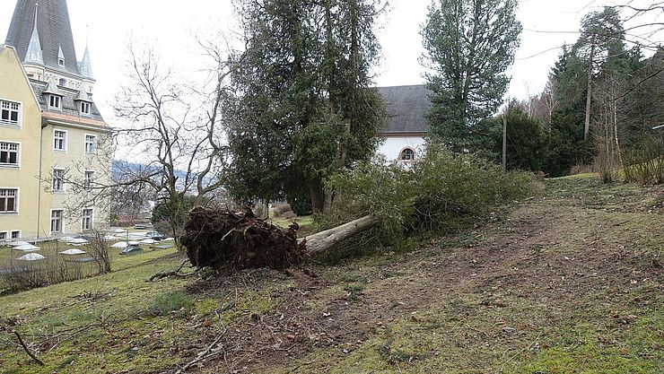 Durch die Stürme vergangener Wochen wurden auch Bäume beim Schloss Mentlberg entwurzelt.