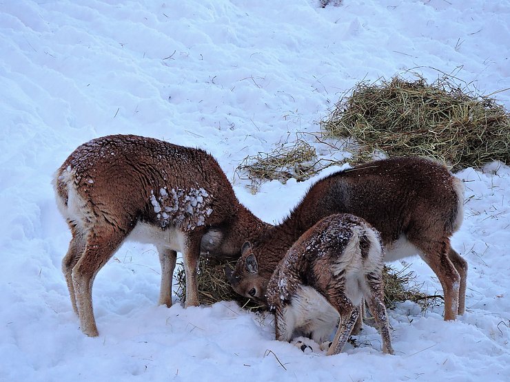 © Benedikt Kolp Muffelschafe und Muffellämmer fressen Heu an einer Wildfütterung im Winter