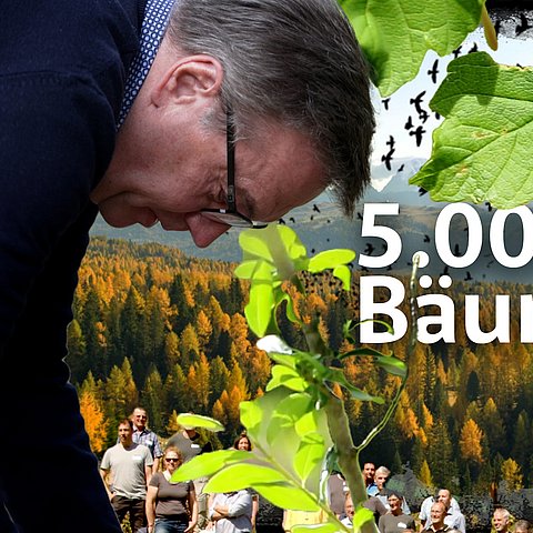 Baumpflanzen
