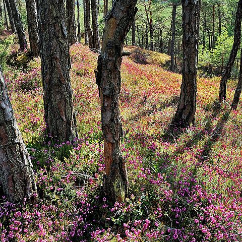 Waldboden mit lila Plfanzen