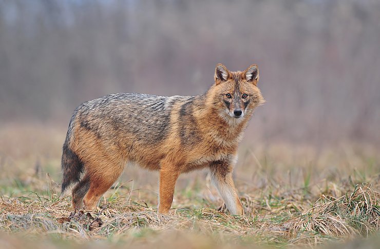 © Golden jackal Ein Goldschakal steht auf einer Wiese