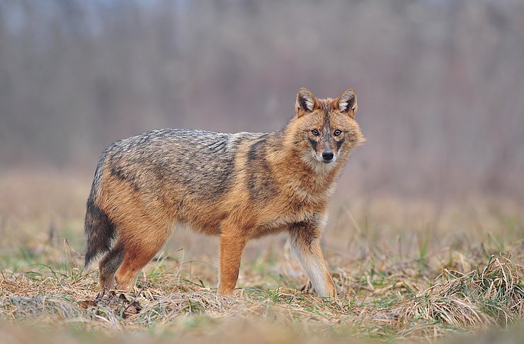 Goldschakal steht auf Wiese