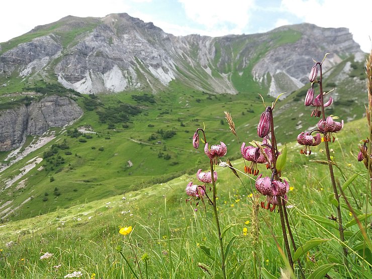 Blume auf Bergwiese