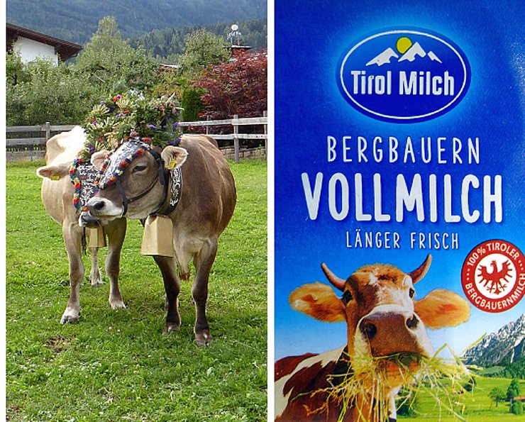 © Land Tirol, Franz Jäger Bildcollage: zwei Kühe vom Almabtrieb (links); Verpackung der Tirol-Vollmilch (rechts).