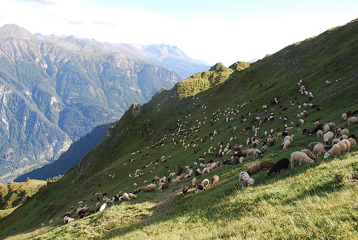 © Land Tirol Schafherde in alpiner Landschaft (Spisser Schafberg-Alm)