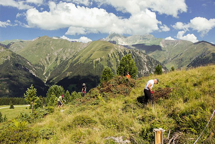 Vier Menschen schneiden Büsche auf einer Alm vor Bergpanorama