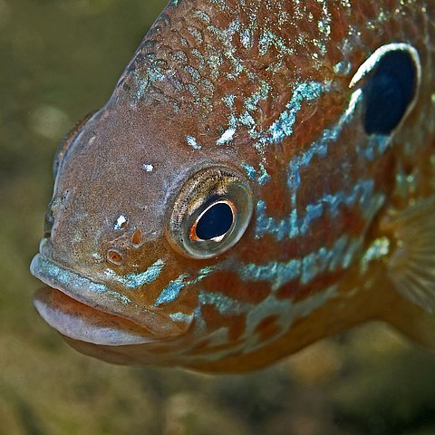 Sonnenbarsch
