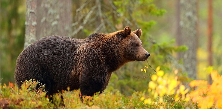 © Antonioguillem - stock.adobe.com Braunbär im Wald