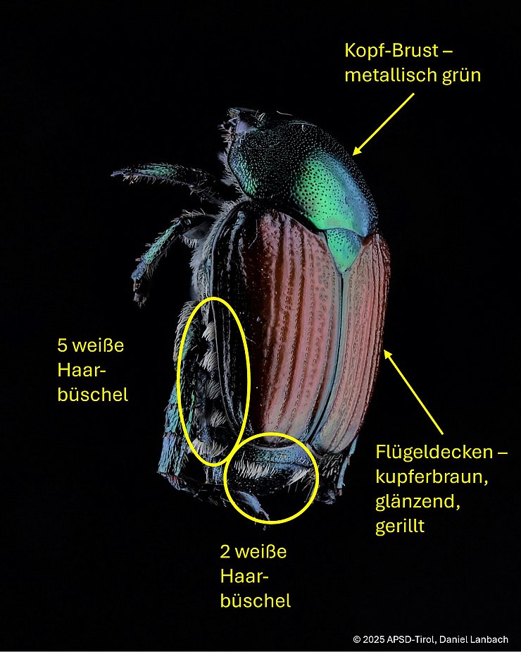 Bild mit Erkennungsmerkmalen des Japankäfers - Kopf und Brust metallisch grün, glänzende kupferfarbene gerillte Flügeldecken, weiße Haarbüschel am Hinterleib
