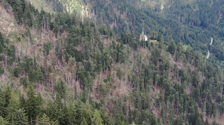 Wald von oben mit vielen braunen Flecken (tote Hölzer)