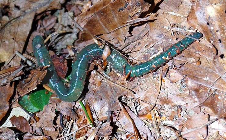 Grüner Regenwurm