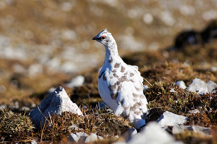 Kleiner weißer Hühnervogel auf Felsen