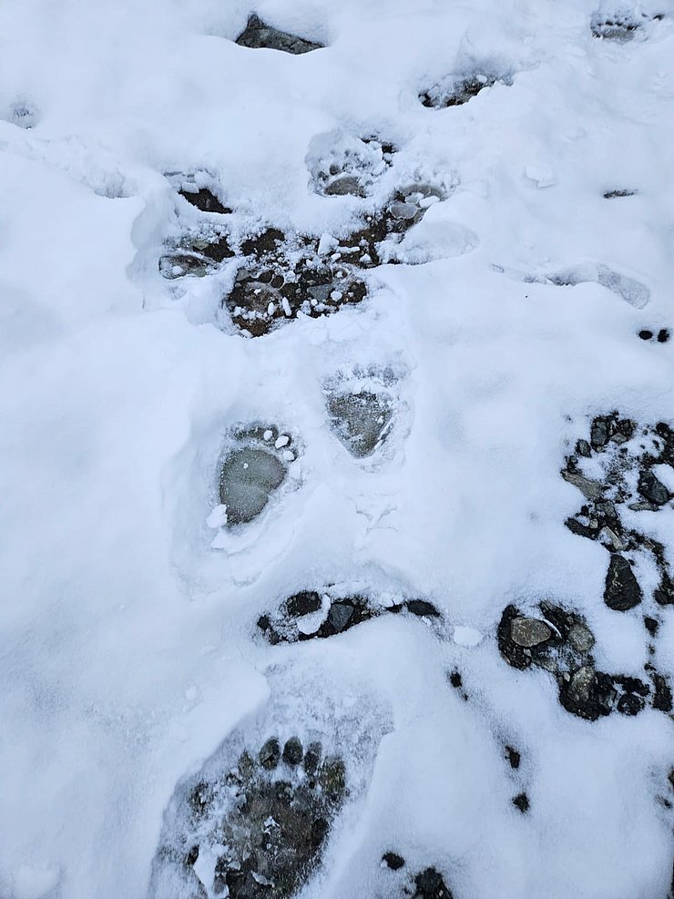 Bärenspuren im Schnee