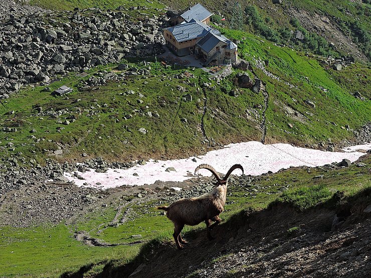 © Benedikt Kolp ein stattlicher Steinbock hoch über der Rüsselsheimerhütte im Hintergrund