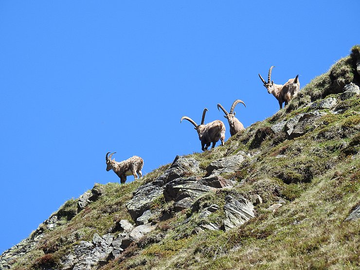 Steinböcke im Hochgebirge