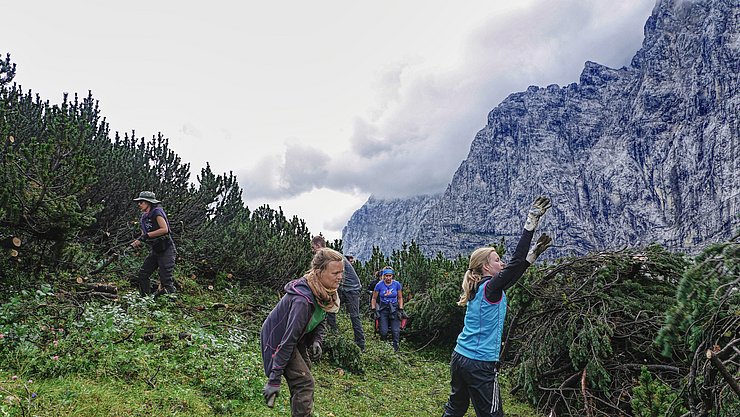 Almflächen werden entbuscht, schönes Bergpanorama im Hintergrund