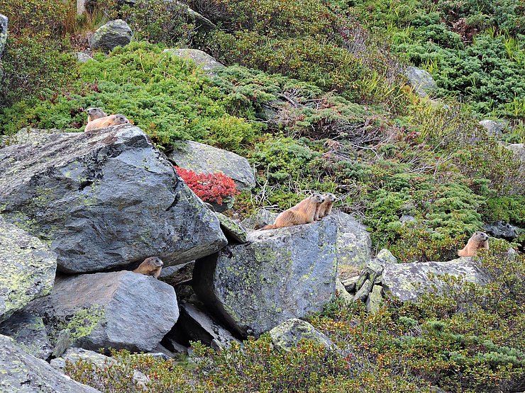 © Benedikt Kolp achtsame Murmeltiere im Hochgebirge