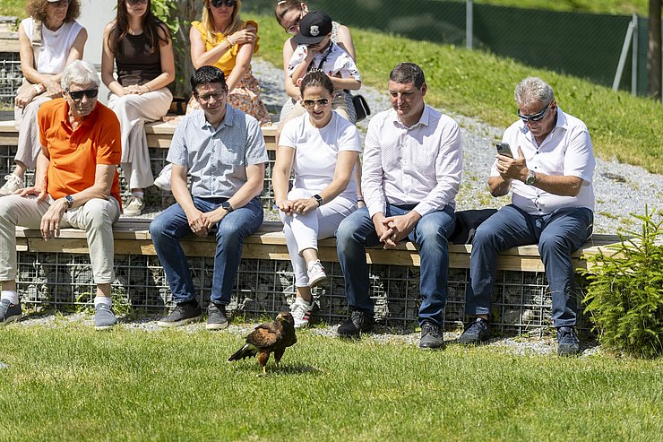 © Land Tirol/Sedlak Falke am Boden, Menschen sitzend und ihm zusehend