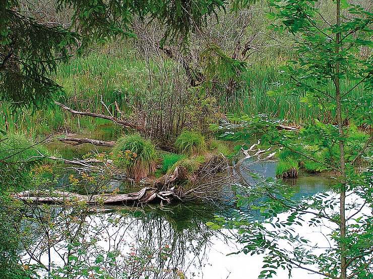 Naturnahes stehendes Gewässer (Pflacher Au)