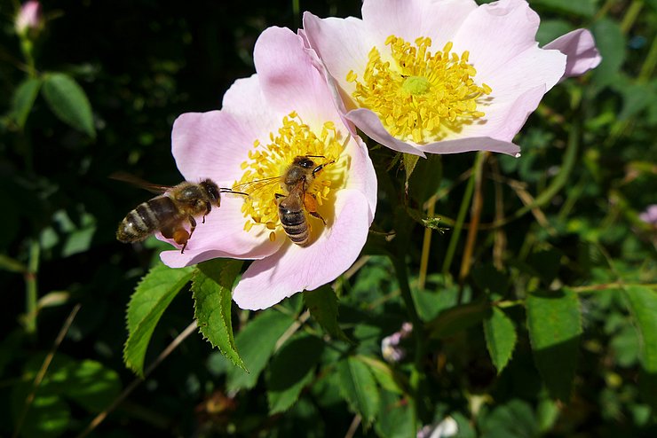 Insekt auf Blüte