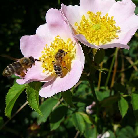 Insekt auf Blüte
