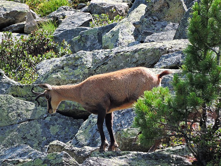 © Benedikt Kolp abnormer Gamsbock in der Sommerdecke im felsigen Gelände