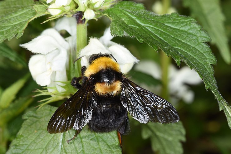 Hummel auf weißer Blüte