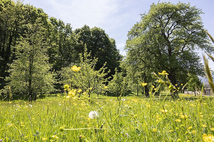 blühende, grüne Wiese