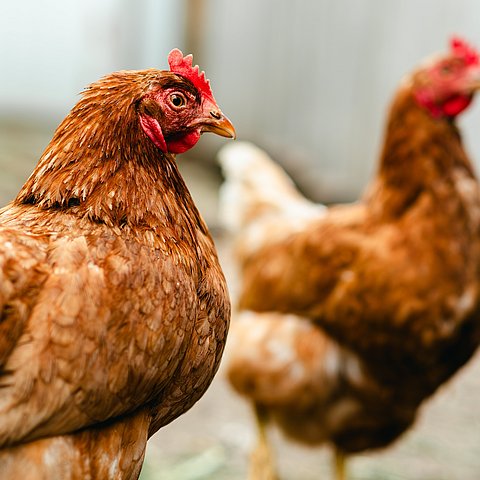 Two,Brown,Hens,Stroll,Through,A,Farmyard,,Enjoying,The,Warm