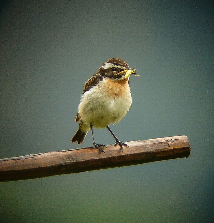 Braunkehlchen