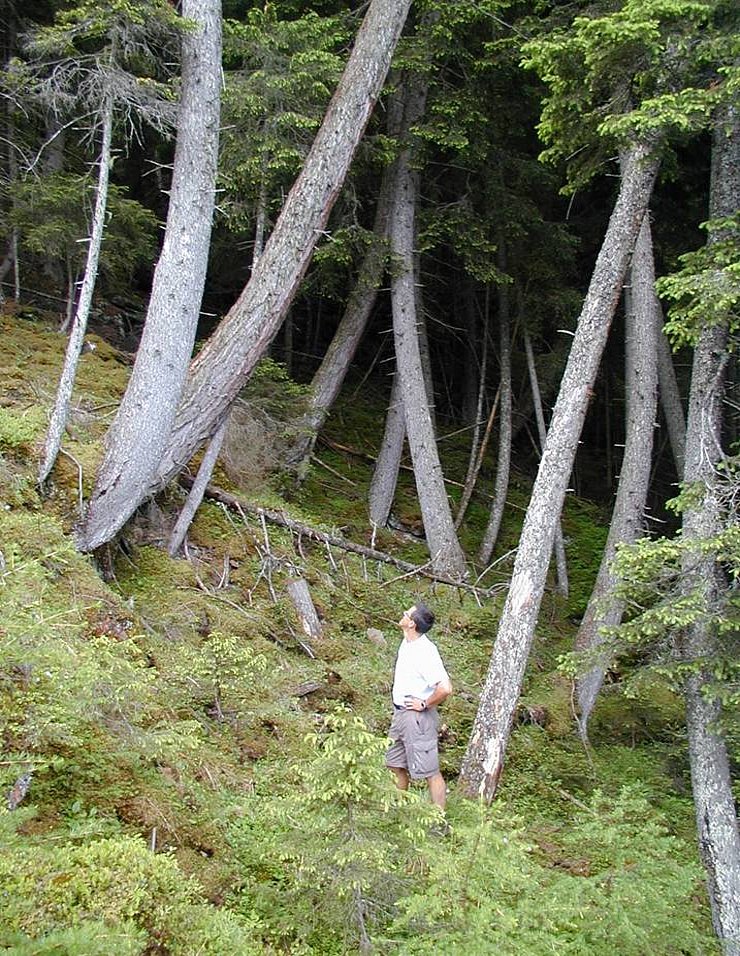 "Betrunkener Wald" als Hinweis auf Hangbewegungen