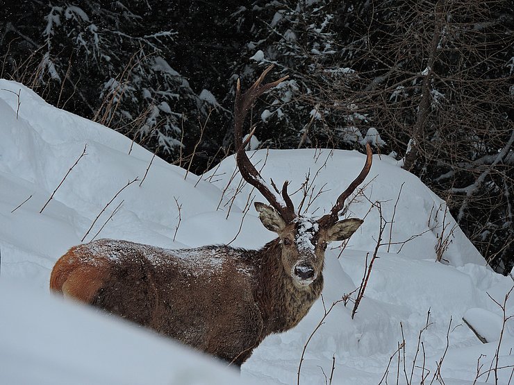 © Benedikt Kolp ein alter abnormer Hirsch versinkt im Tiefschnee