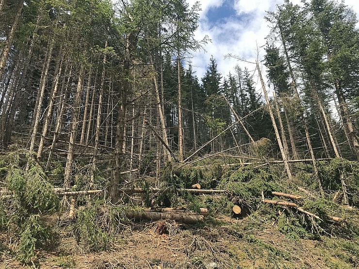 Vor allem in den Osttiroler Wäldern gibt es noch große Mengen an Schadholz, das dringend aufgearbeitet werden muss. 