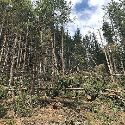 Vor allem in den Osttiroler Wäldern gibt es noch große Mengen an Schadholz, das dringend aufgearbeitet werden muss. 
